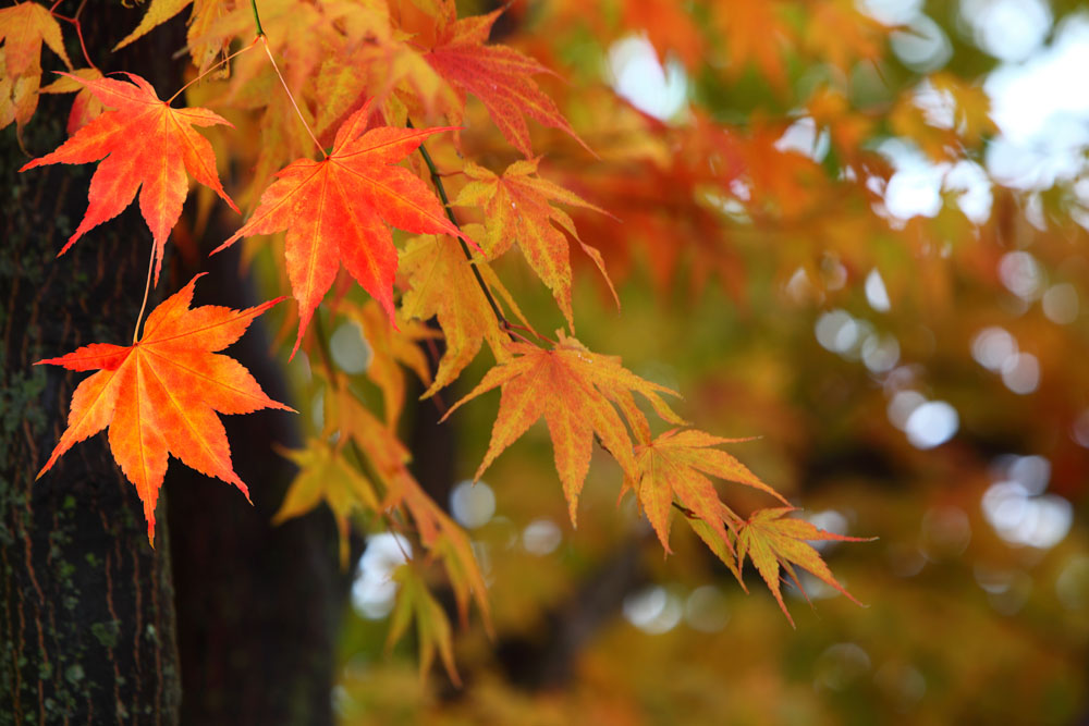 Immune support avoids respiratory infections